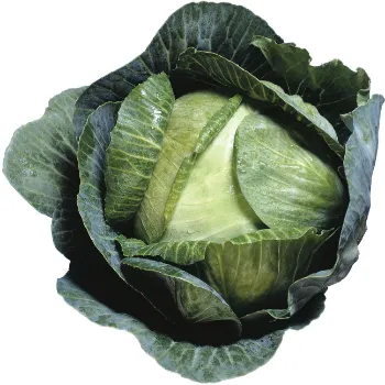 Cabbage (15)-4475083-31711.webp